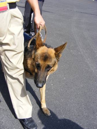 DSCF0545 - 复制.JPG