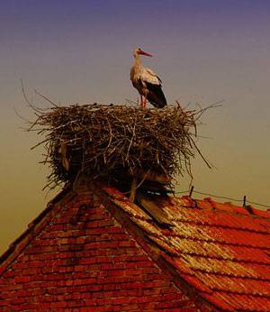 白鹳-由外贸网站建设|B2C购物网站建设|Joomla/Magento实施专家新龙提供