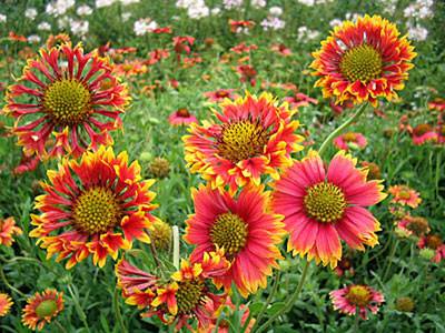 矢车菊-由外贸网站建设|B2C购物网站建设|Joomla/Magento实施专家新龙提供矢车菊-