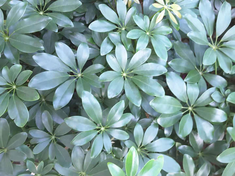 green leaves